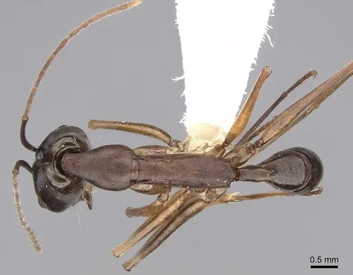 Anochetus inca specimen