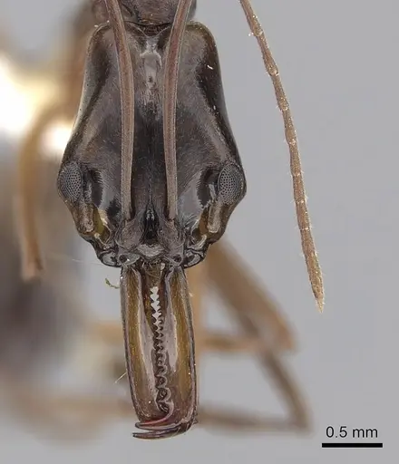 Anochetus inca specimen