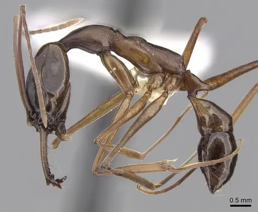 Anochetus inca specimen