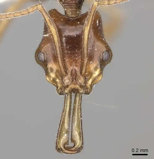Anochetus incultus specimen