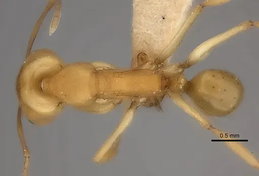Anochetus inermis specimen