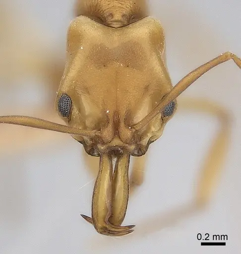 Anochetus inermis specimen