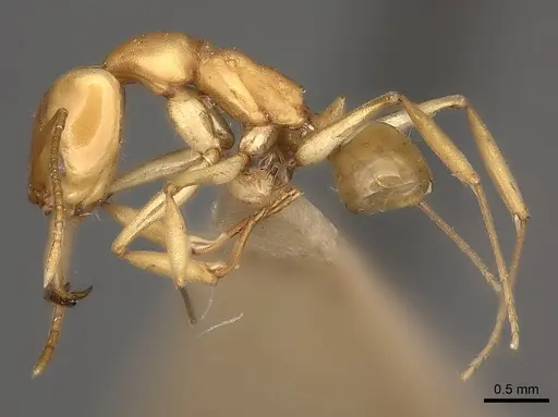 Anochetus inermis specimen