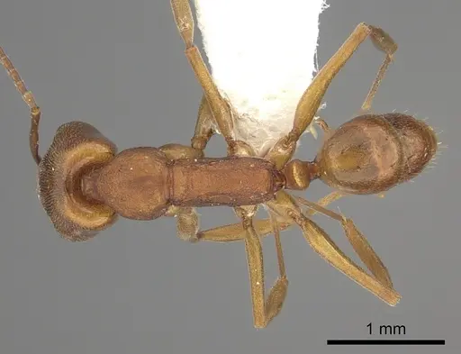 Anochetus inermis - CASENT0260496