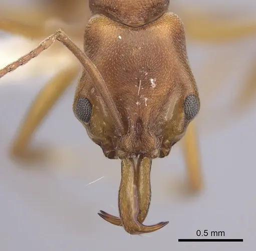 Anochetus inermis - CASENT0260496