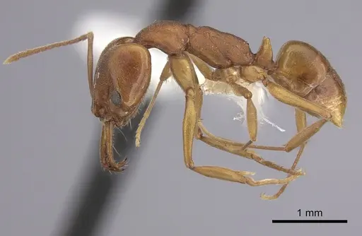 Anochetus inermis - CASENT0260496