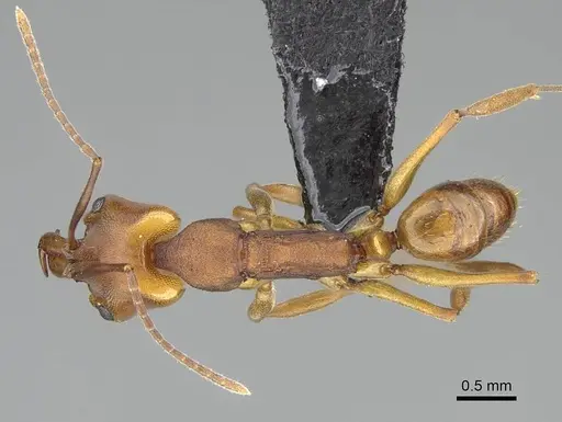 Anochetus inermis - CASENT0318458