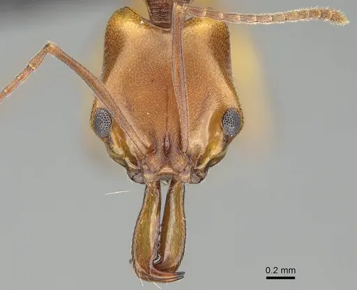 Anochetus inermis - CASENT0318458