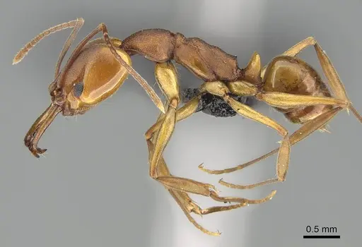 Anochetus inermis - CASENT0318458