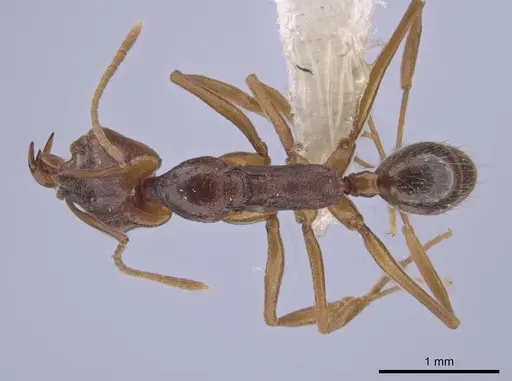 Anochetus inermis - CASENT0658777