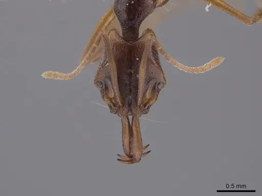 Anochetus inermis - CASENT0658777