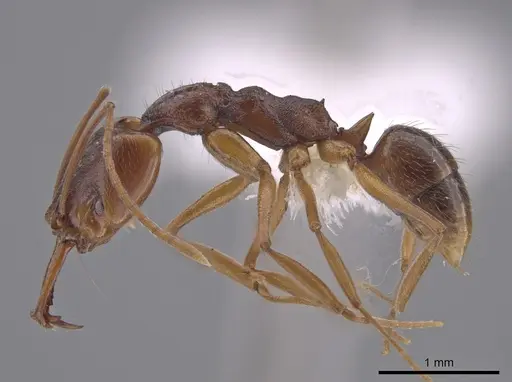 Anochetus inermis - CASENT0658777