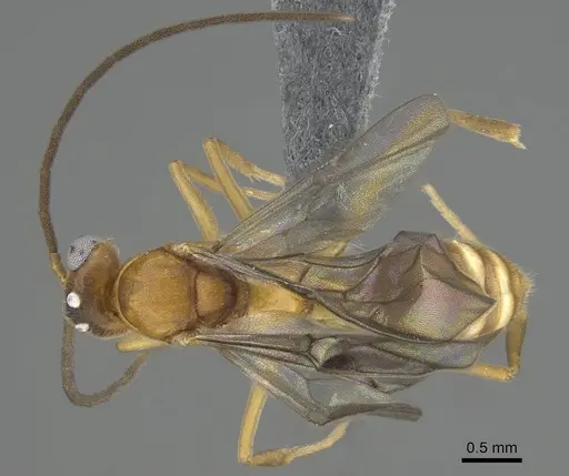 Anochetus inermis - CASENT0729643