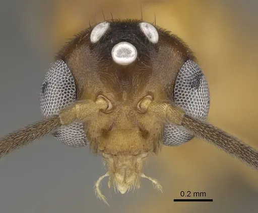 Anochetus inermis - CASENT0729643