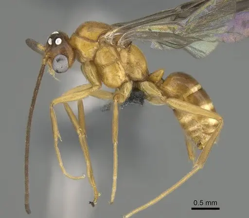 Anochetus inermis - CASENT0729643