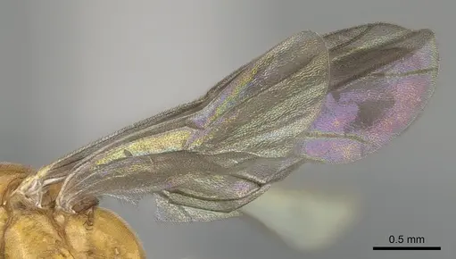 Anochetus inermis - CASENT0729643