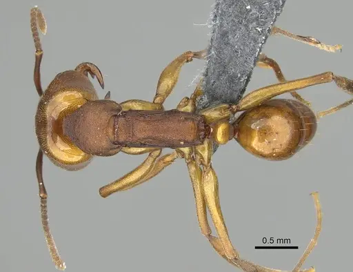 Anochetus inermis - CASENT0768053