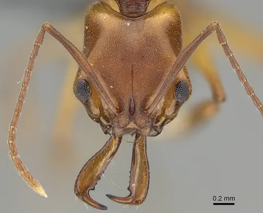 Anochetus inermis - CASENT0768053