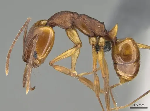 Anochetus inermis - CASENT0768053