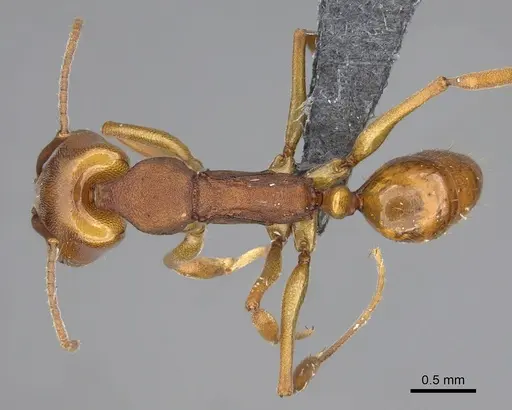 Anochetus inermis - CASENT0768091