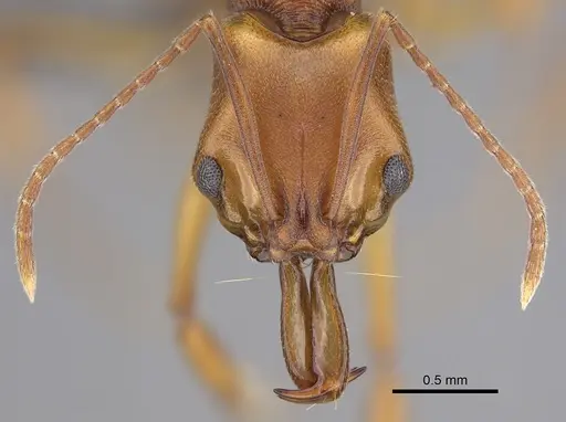 Anochetus inermis - CASENT0768091