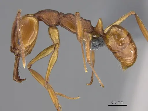 Anochetus inermis - CASENT0768091