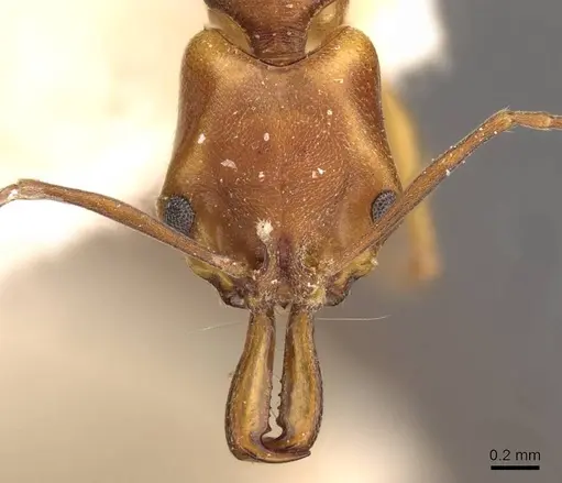 Anochetus inermis - CASENT0907419