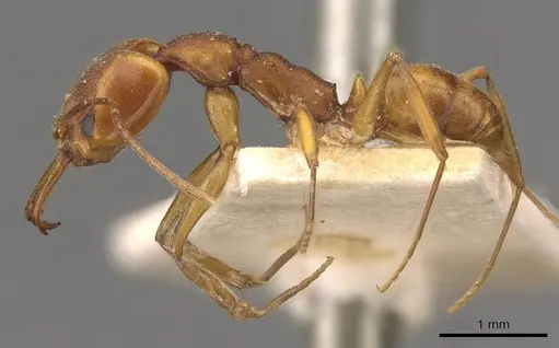 Anochetus inermis - CASENT0907419