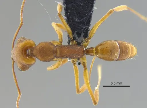 Anochetus inermis - CBUMAGENT41677