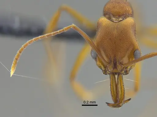 Anochetus inermis - CBUMAGENT41677