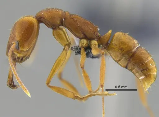 Anochetus inermis - CBUMAGENT41677