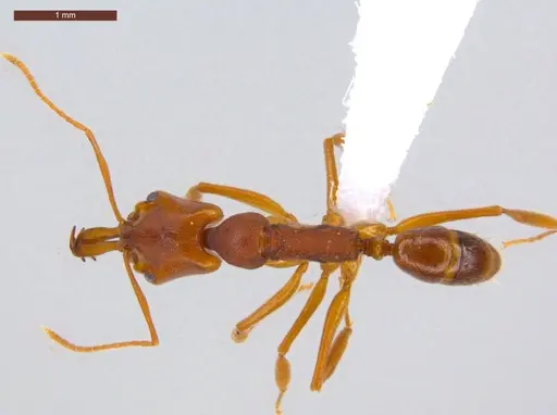 Anochetus inermis - ECOFOG-CSG15-0265-04