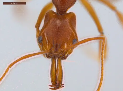 Anochetus inermis - ECOFOG-CSG15-0265-04