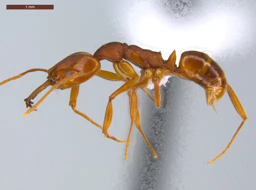 Anochetus inermis - ECOFOG-CSG15-0265-04