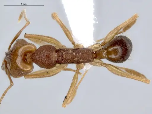 Anochetus inermis - ECOFOG-IT14-0145-17