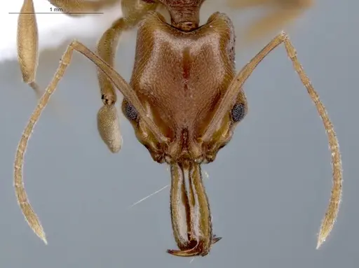 Anochetus inermis - ECOFOG-IT14-0145-17