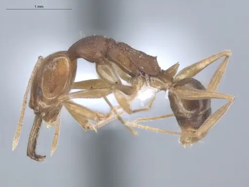 Anochetus inermis - ECOFOG-IT14-0145-17