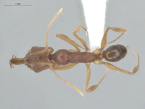 Anochetus inermis - ECOFOG-SL13-0003-21