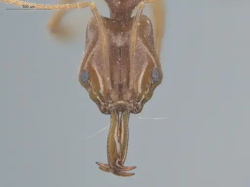 Anochetus inermis - ECOFOG-SL13-0003-21