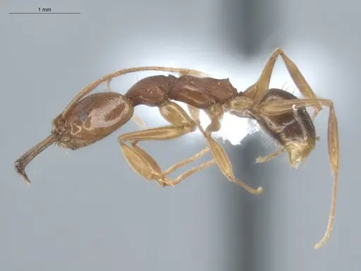 Anochetus inermis - ECOFOG-SL13-0003-21