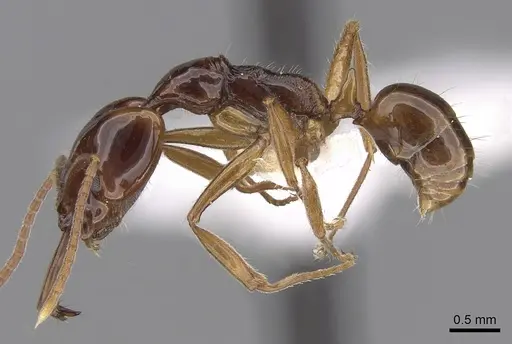 Anochetus isolatus specimen