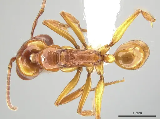 Anochetus isolatus - CASENT0650204