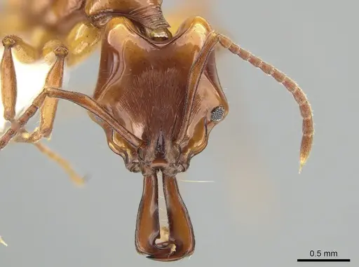 Anochetus isolatus - CASENT0650204