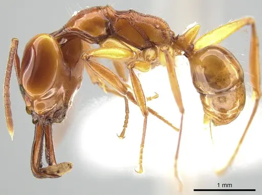 Anochetus isolatus - CASENT0650204