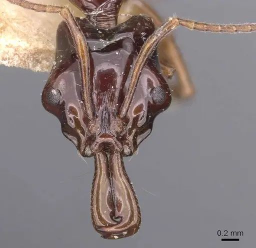 Anochetus isolatus - CASENT0907404