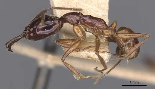 Anochetus isolatus - CASENT0907404