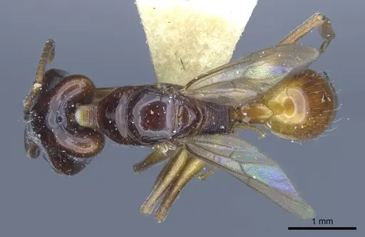 Anochetus isolatus - CASENT0916848