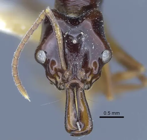 Anochetus isolatus - CASENT0916848