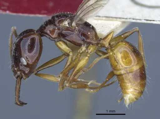 Anochetus isolatus - CASENT0916848