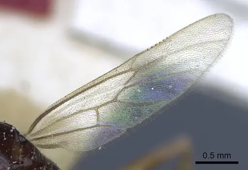 Anochetus isolatus - CASENT0916848